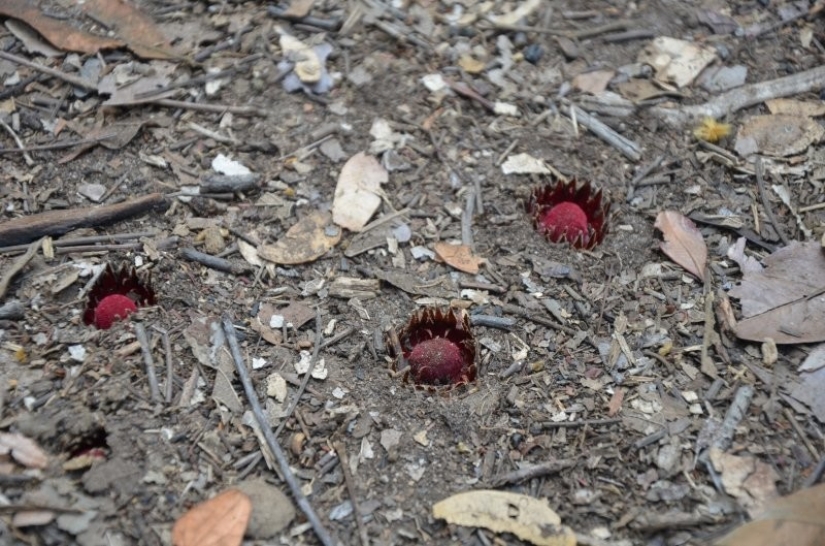 A vampire plant that blooms once in a lifetime and smells like death
