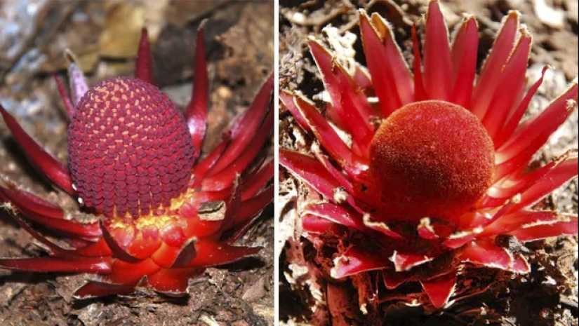 A vampire plant that blooms once in a lifetime and smells like death