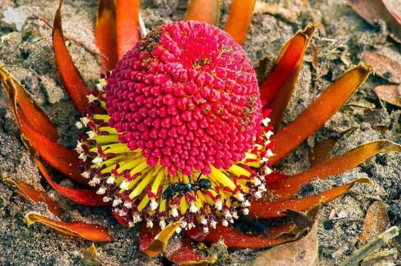 A vampire plant that blooms once in a lifetime and smells like death