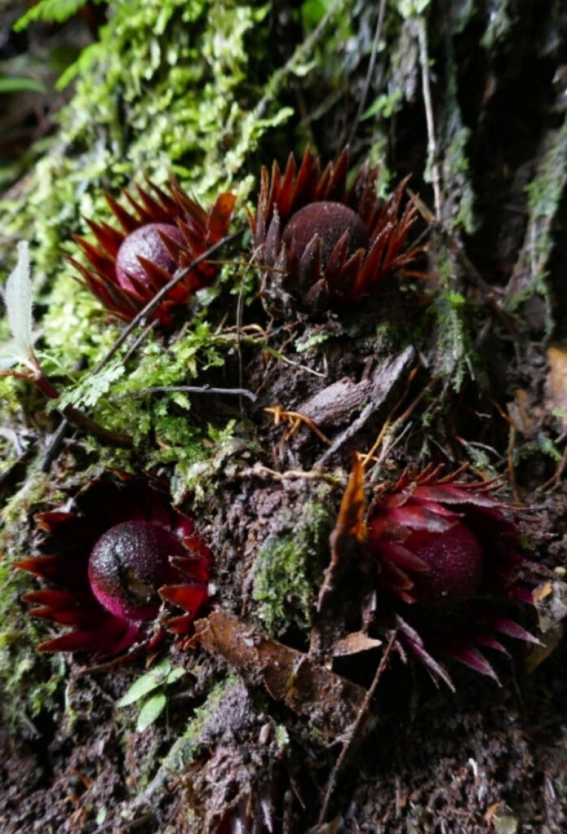 A vampire plant that blooms once in a lifetime and smells like death