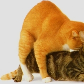 About it: 8 facts about cat sex About it: 8 facts about cat sex