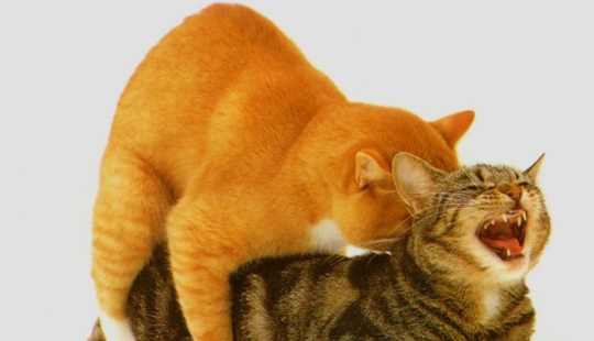 About it: 8 facts about cat sex About it: 8 facts about cat sex