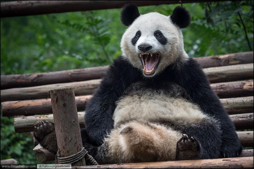About the full realm of laziness About the full realm of laziness