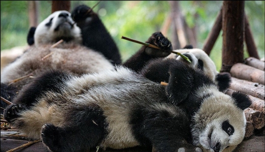 About the full realm of laziness