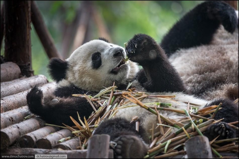 About the full realm of laziness About the full realm of laziness