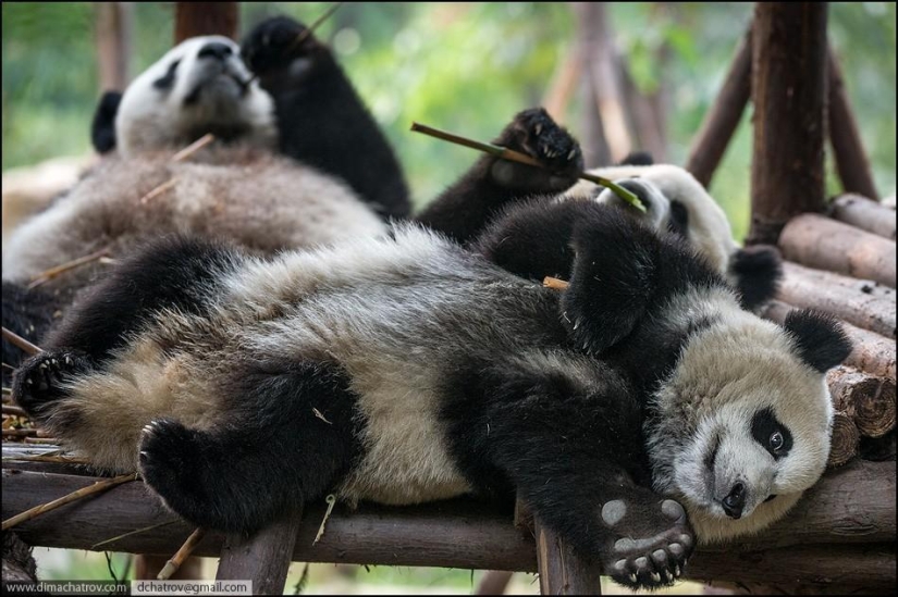 About the full realm of laziness About the full realm of laziness