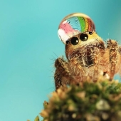 Adorable spiders in water caps Adorable spiders in water caps