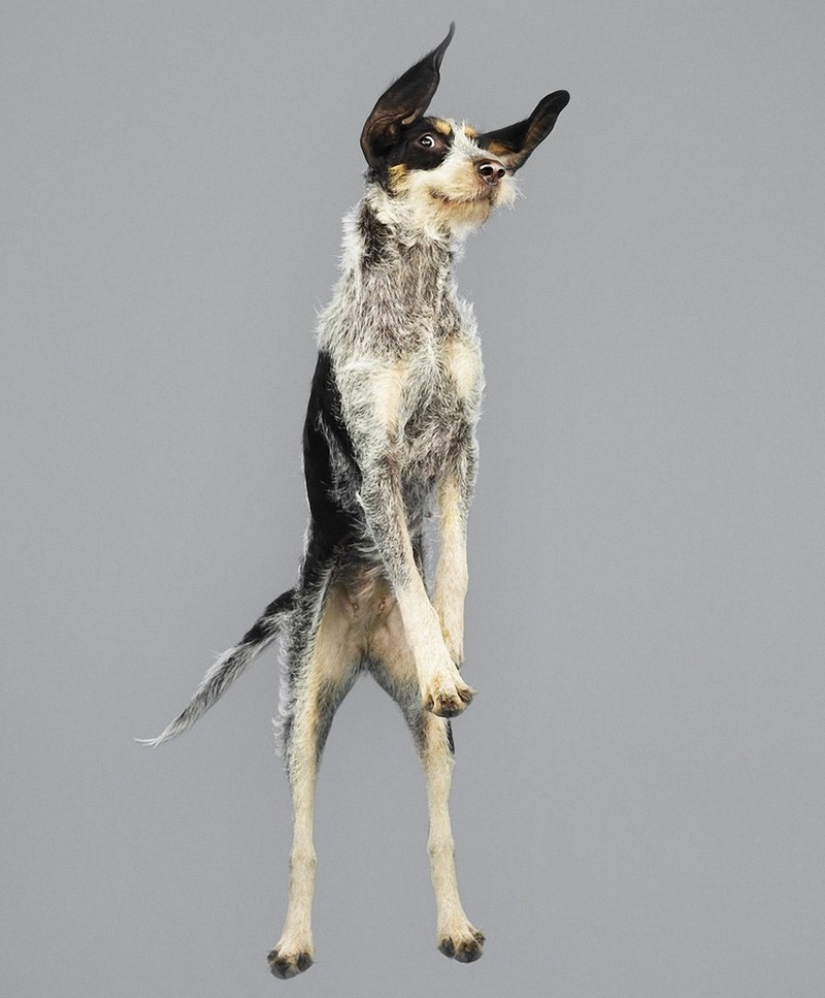 Adorables perros voladores