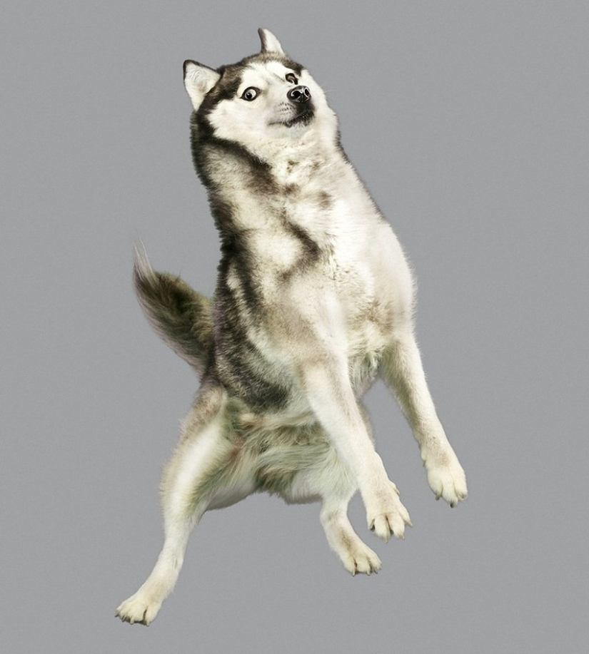 Adorables perros voladores