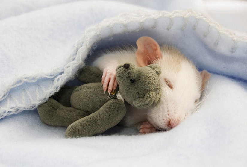 Adorables ratas con osos de peluche Adorables ratas con osos de peluche