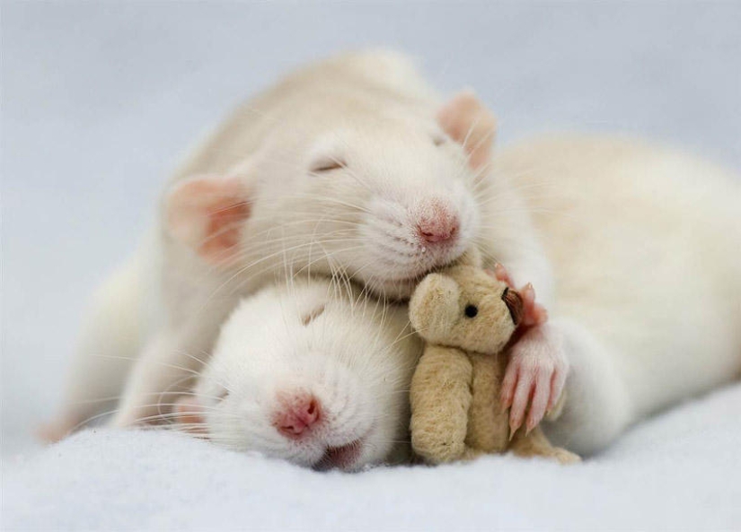 Adorables ratas con osos de peluche Adorables ratas con osos de peluche