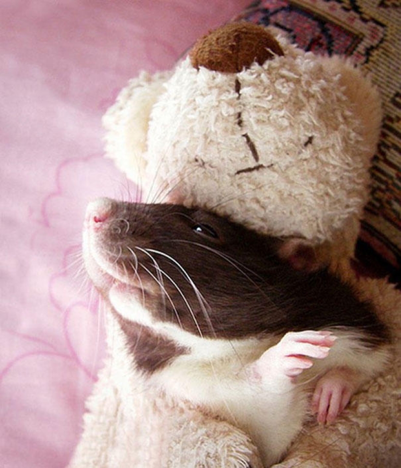 Adorables ratas con osos de peluche Adorables ratas con osos de peluche