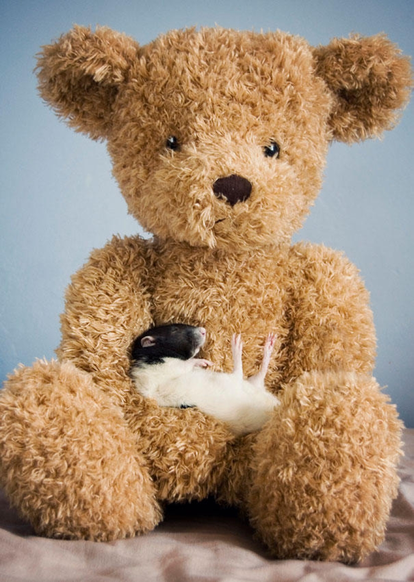 Adorables ratas con osos de peluche Adorables ratas con osos de peluche
