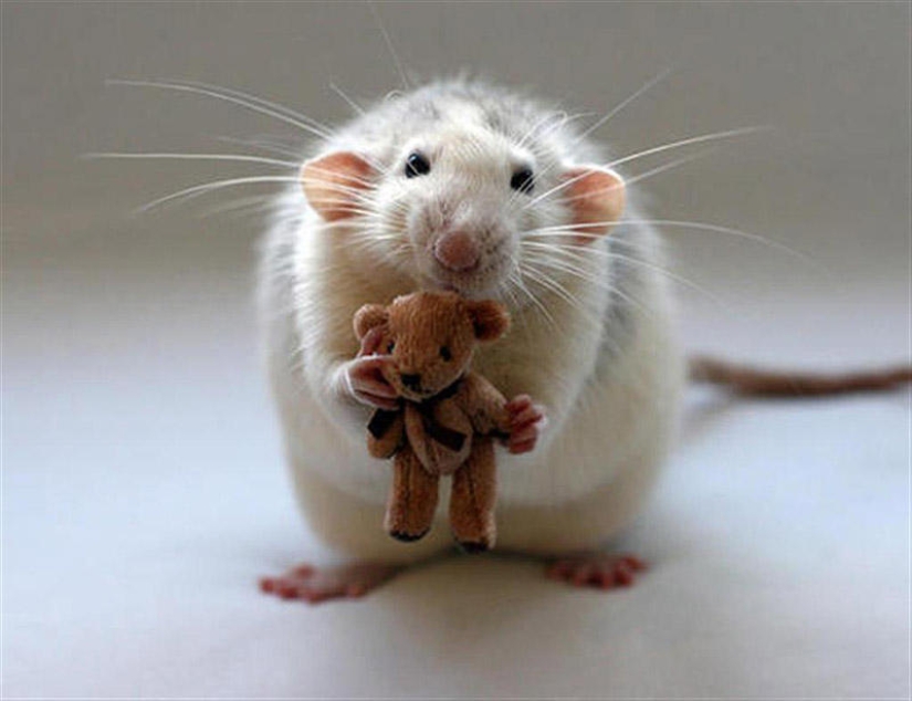 Adorables ratas con osos de peluche Adorables ratas con osos de peluche