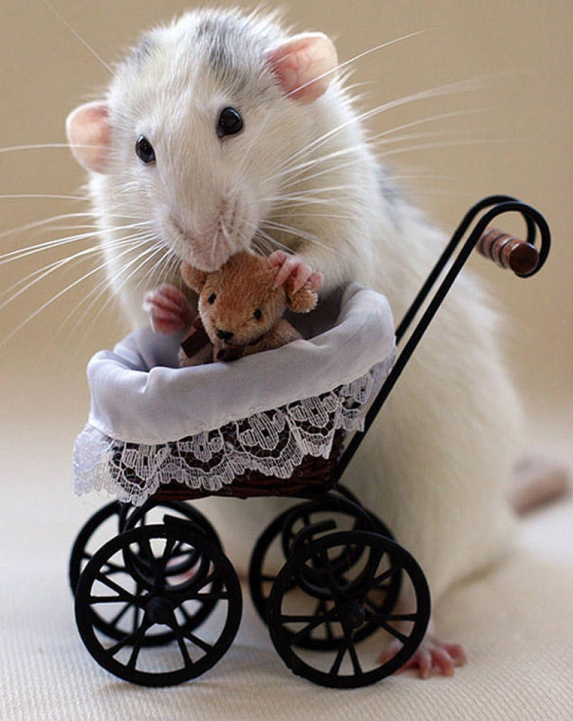 Adorables ratas con osos de peluche Adorables ratas con osos de peluche