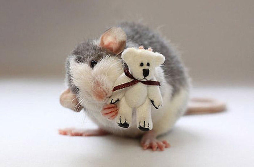 Adorables ratas con osos de peluche Adorables ratas con osos de peluche
