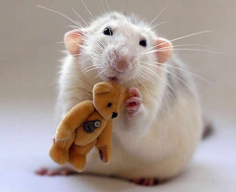 Adorables ratas con osos de peluche Adorables ratas con osos de peluche