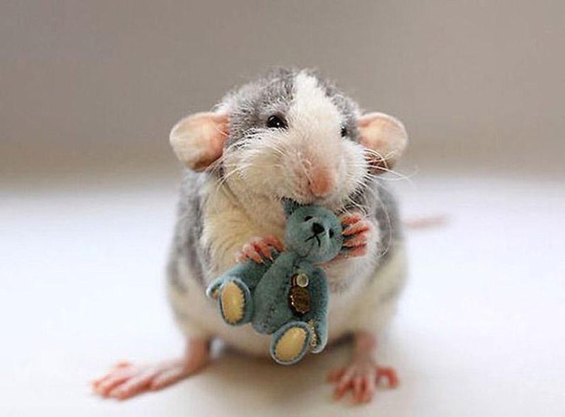 Adorables ratas con osos de peluche Adorables ratas con osos de peluche
