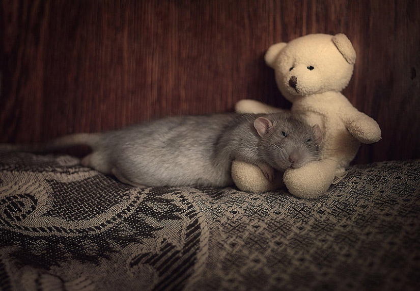 Adorables ratas con osos de peluche Adorables ratas con osos de peluche