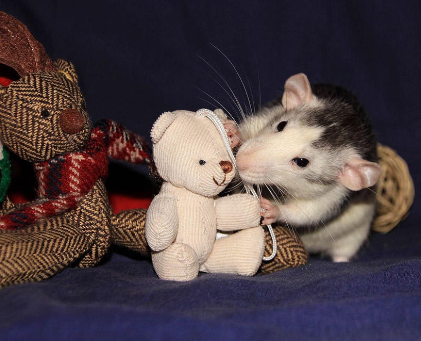 Adorables ratas con osos de peluche Adorables ratas con osos de peluche