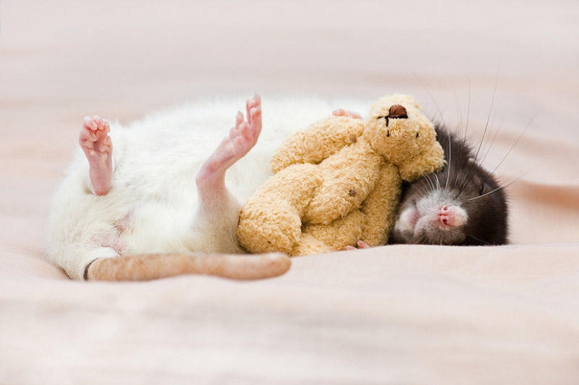 Adorables ratas con osos de peluche Adorables ratas con osos de peluche