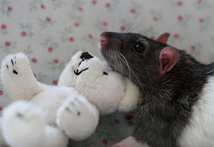 Adorables ratas con osos de peluche Adorables ratas con osos de peluche