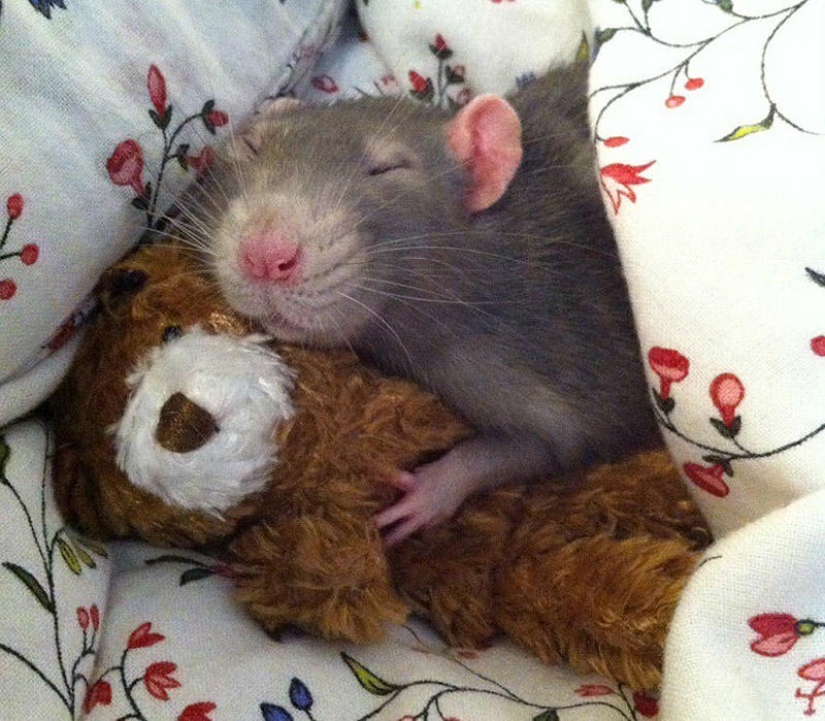 Adorables ratas con osos de peluche Adorables ratas con osos de peluche
