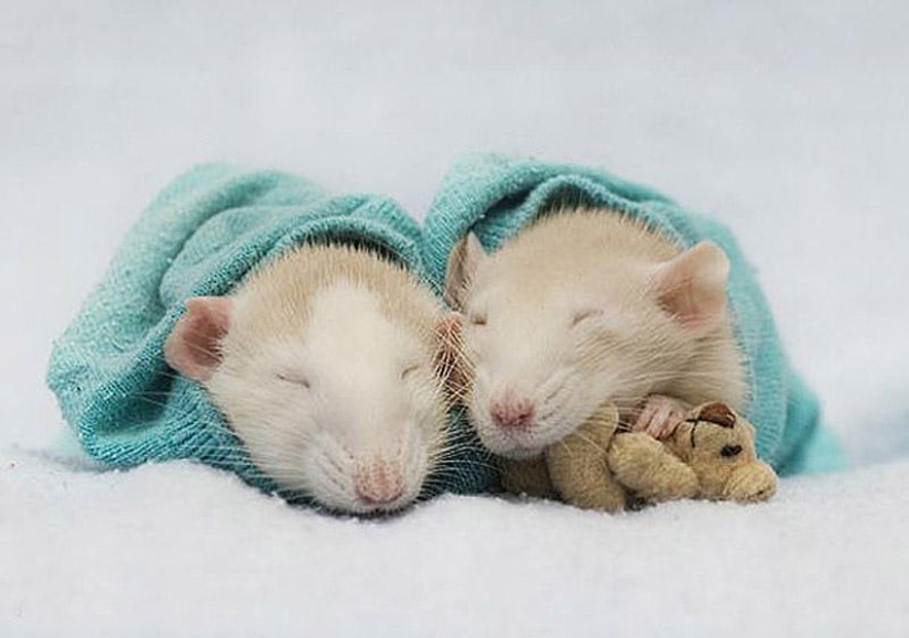 Adorables ratas con osos de peluche Adorables ratas con osos de peluche