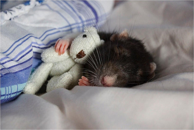 Adorables ratas con osos de peluche Adorables ratas con osos de peluche