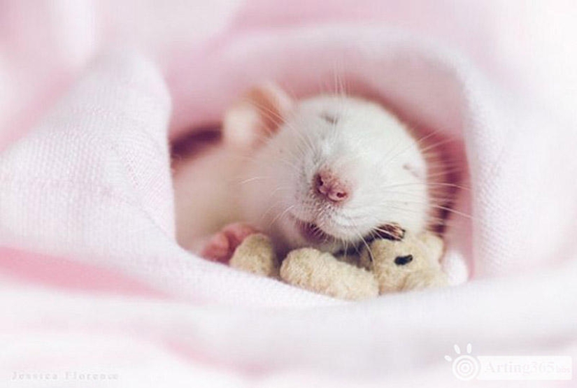 Adorables ratas con osos de peluche Adorables ratas con osos de peluche