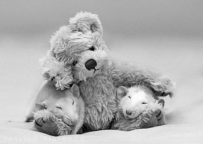 Adorables ratas con osos de peluche Adorables ratas con osos de peluche