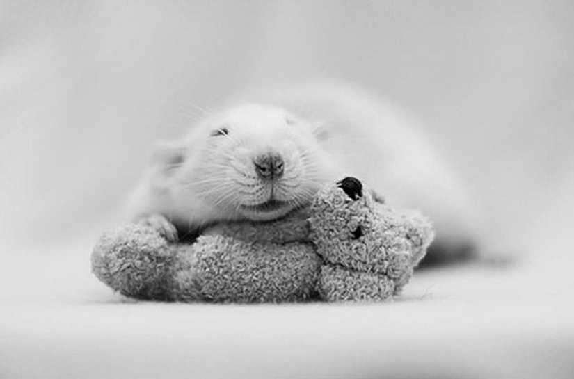 Adorables ratas con osos de peluche Adorables ratas con osos de peluche