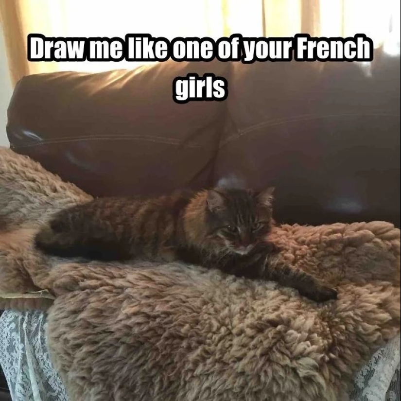 "Adventurous kitty is looking for a couple..." — profiles of cats on dating sites "Adventurous kitty is looking for a couple..." — profiles of cats on dating sites