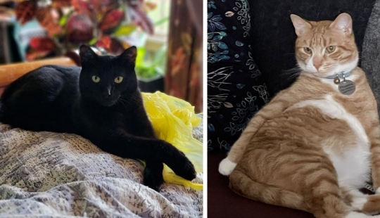 "Adventurous kitty is looking for a couple..." — profiles of cats on dating sites "Adventurous kitty is looking for a couple..." — profiles of cats on dating sites