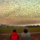 Aerial dance of thousands of starlings in the skies over Scotland Aerial dance of thousands of starlings in the skies over Scotland