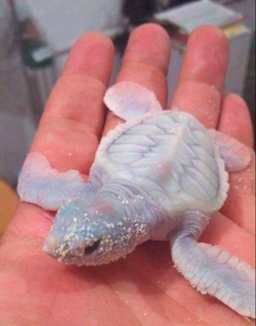 "Ahora lo he visto todo" : 25 fotos, después de ver que se puede decir con seguridad "Ahora lo he visto todo" : 25 fotos, después de ver que se puede decir con seguridad