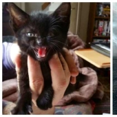 Ahora se Kus! 15 divertido fotos grumpy cat