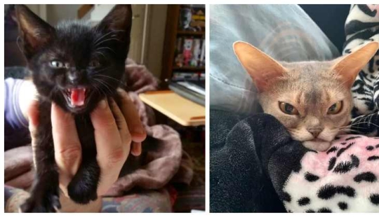 Ahora se Kus! 15 divertido fotos grumpy cat Ahora se Kus! 15 divertido fotos grumpy cat