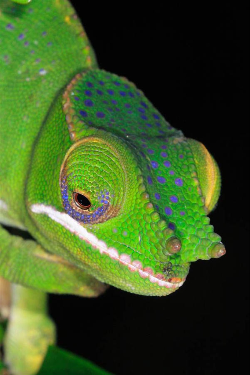 Amazing creatures of Madagascar