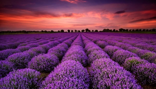 Amazing lavender fields all over the world