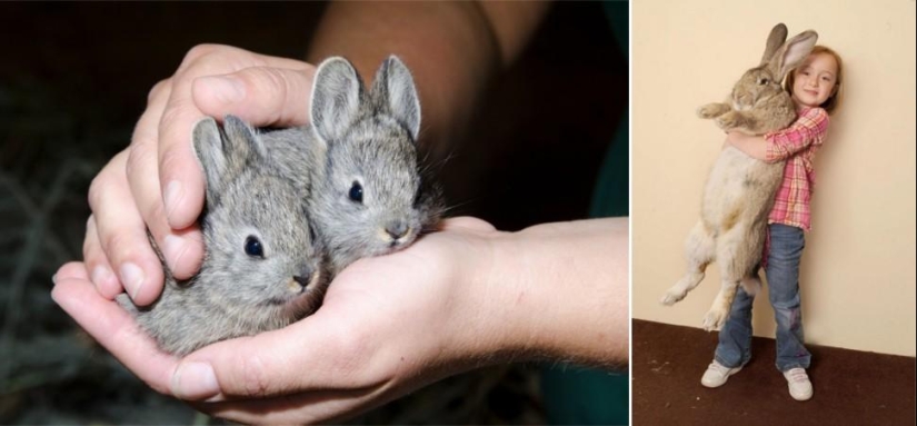 Amazing Nature Games - Big and Small