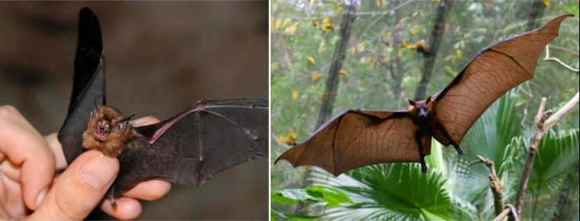 Amazing Nature Games - Big and Small