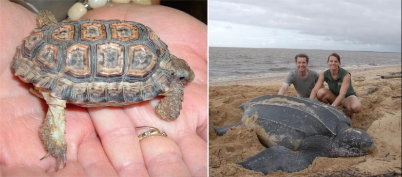 Amazing Nature Games - Big and Small