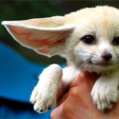 Amazing Nature Games - Big and Small