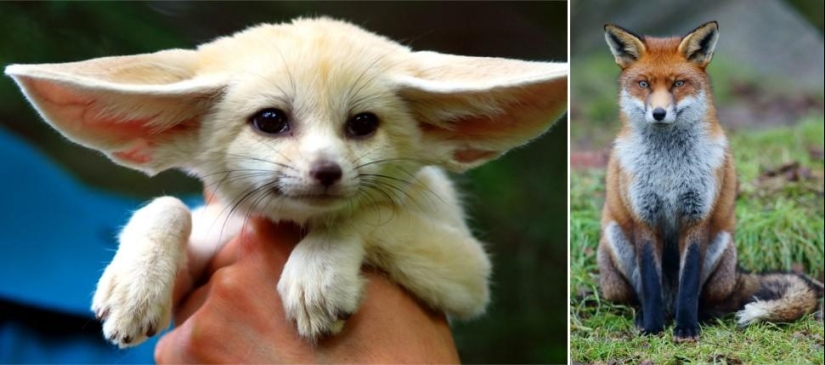 Amazing Nature Games - Big and Small