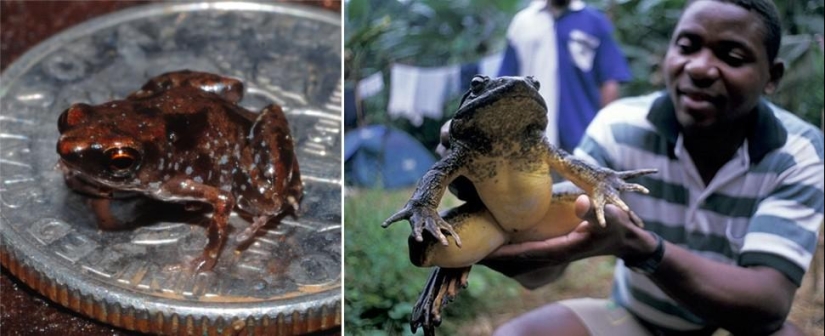 Amazing Nature Games - Big and Small