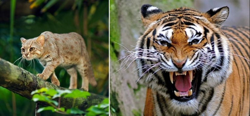 Amazing Nature Games - Big and Small