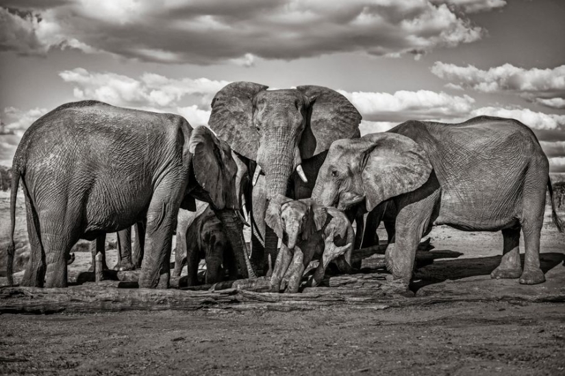 Amazing portraits of Asian models and celebrities with wild animals Amazing portraits of Asian models and celebrities with wild animals