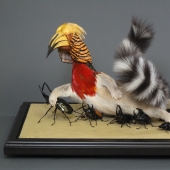 Amazing taxidermy by Enrique Gomez de Molina Amazing taxidermy by Enrique Gomez de Molina