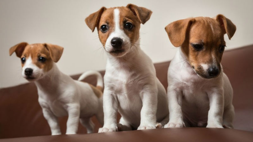 American scientists have found the age at which puppies are the most affection American scientists have found the age at which puppies are the most affection